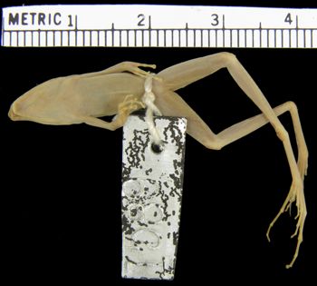 Media type: image; Herpetology A-1589
